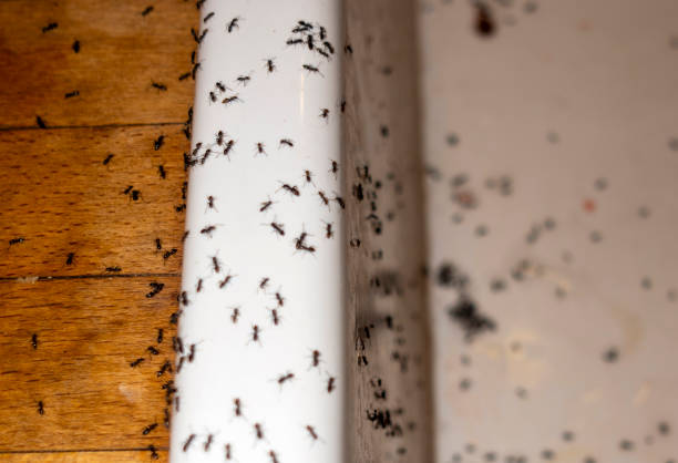 Pest Control for Restaurants in Belmont, VA