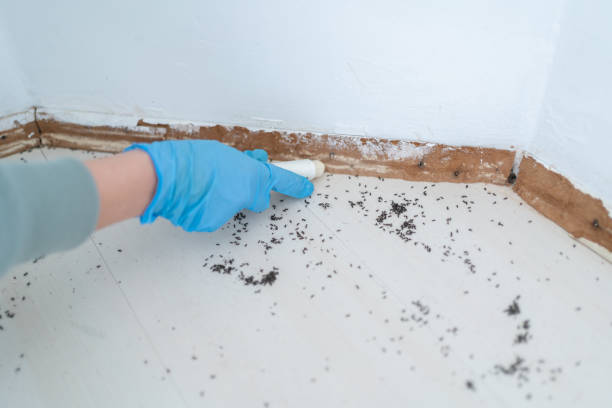 Best Residential Pest Control  in Belmont, VA